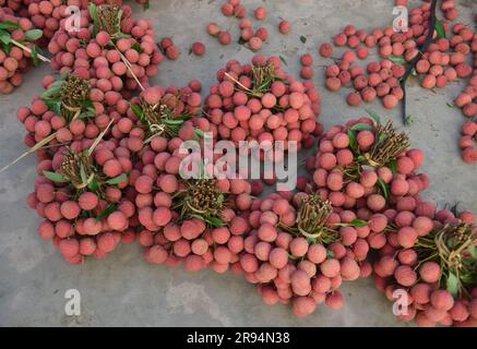 Litschi-Bäume und Litschi-Erntezeit in der Provinz Bac Giang, Vietnam. 열대 과일, トロピカルフルーツ, 热带水果, tropische Früchte, गर्म फल Stockfoto