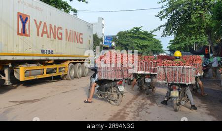 Litschi-Bäume und Litschi-Erntezeit in der Provinz Bac Giang, Vietnam. 열대 과일, トロピカルフルーツ, 热带水果, tropische Früchte, गर्म फल Stockfoto