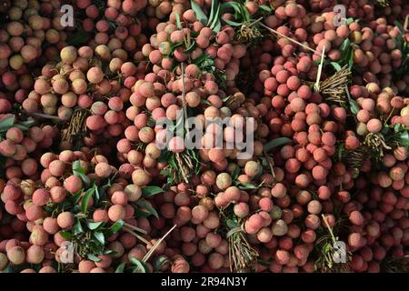 Litschi-Bäume und Litschi-Erntezeit in der Provinz Bac Giang, Vietnam. 열대 과일, トロピカルフルーツ, 热带水果, tropische Früchte, गर्म फल Stockfoto