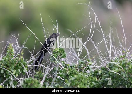 Glattschnabelanis (Crotophaga Ani) in Jamaika Stockfoto