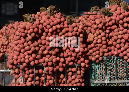 Litschi-Bäume und Litschi-Erntezeit in der Provinz Bac Giang, Vietnam. 열대 과일, トロピカルフルーツ, 热带水果, tropische Früchte, गर्म फल Stockfoto