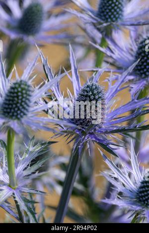 Eryngium x zabelii Big Blue, Sea Holly, Perennial, Zapfen umgeben von langen und spitzen Armbändern, dichte blaue Blumen Stockfoto