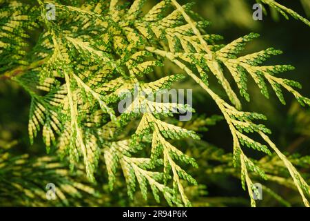 Thuja plicata Irish Gold, Western Red Cedar Irish Gold, immergrüne Koniferen, herabhängendes grünes Laub mit gelben Markierungen Stockfoto