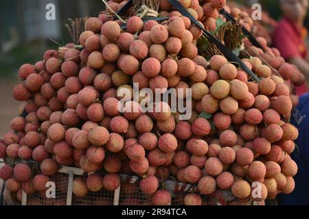 Litschi-Bäume und Litschi-Erntezeit in der Provinz Bac Giang, Vietnam. 열대 과일, トロピカルフルーツ, 热带水果, tropische Früchte, गर्म फल Stockfoto