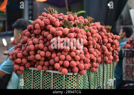 Litschi-Bäume und Litschi-Erntezeit in der Provinz Bac Giang, Vietnam. 열대 과일, トロピカルフルーツ, 热带水果, tropische Früchte, गर्म फल Stockfoto