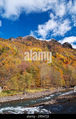 Herbstblätter in Sounkyo und Ishikari gawa Stockfoto