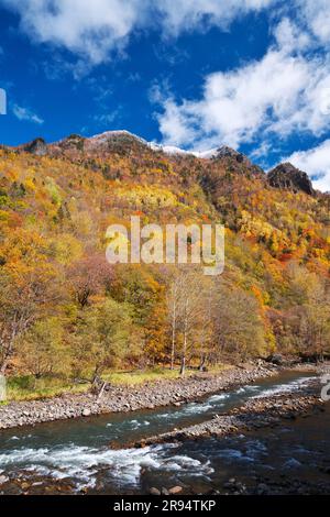 Herbstblätter in Sounkyo und Ishikari gawa Stockfoto