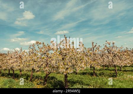 Blühende Kirschbäume im Frühling in Mülheim-Kaerlich Deutschland Stockfoto