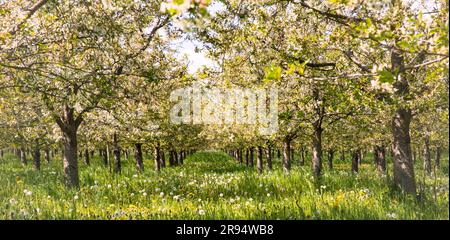 Blühende Kirschbäume im Frühling in Mülheim-Kaerlich Deutschland Stockfoto