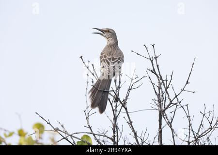 Nördlicher Spottvogel (Mimus polyglottos orpheus) in Jamaika Stockfoto