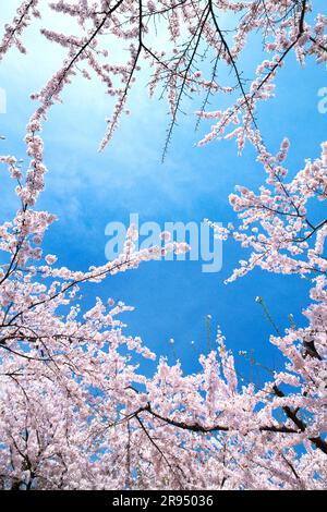 Kirschblüten im Goryokaku Park Stockfoto