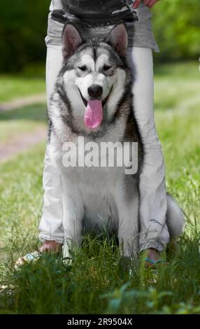 Porträt, Hund und Husky im Park mit dem Besitzer, der auf dem Gras sitzt und sich zusammenhält. Sibirischer Hund, Tier und Person mit Haustier in der Natur zum Entspannen Stockfoto