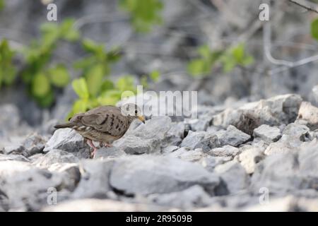 Gemeinsame Erdtaube (Columbina passerina) in Jamaika Stockfoto