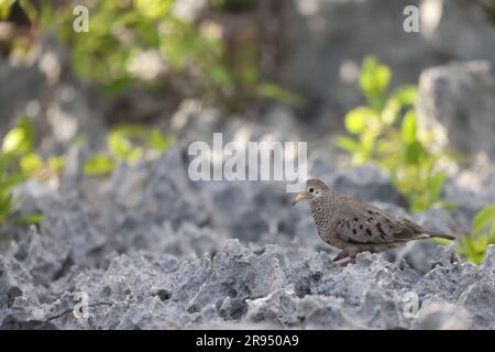 Gemeinsame Erdtaube (Columbina passerina) in Jamaika Stockfoto