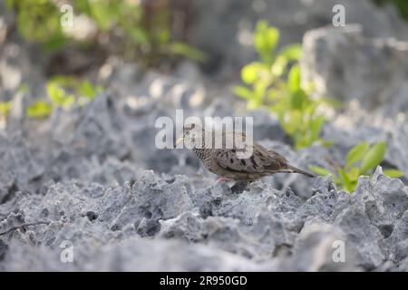 Gemeinsame Erdtaube (Columbina passerina) in Jamaika Stockfoto