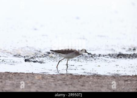 Kleine Yellowlegs (Tringa flavipes) in Jamaika Stockfoto