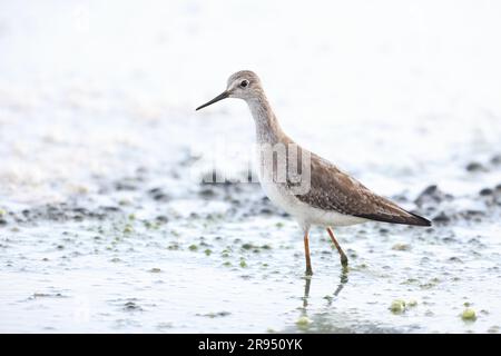 Kleine Yellowlegs (Tringa flavipes) in Jamaika Stockfoto