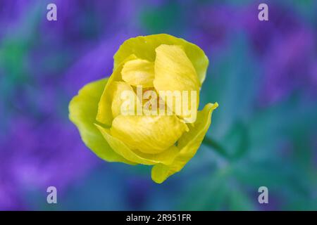 Gelber Trollius europaeus - eng verwandt mit Ranunculus, in der Familie Ranunculaceae. Der gebräuchliche Name einiger Arten ist Globeflower oder Globeblume Stockfoto