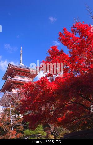 Kiyomizu-Tempel im Herbstlaub Stockfoto