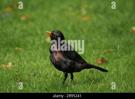 Diese Amsel zeigte Anzeichen eines Traumas auf ihrer Brust, sah aus, als wäre sie einem Sperber-Angriff entkommen und geplappt. UK Stockfoto