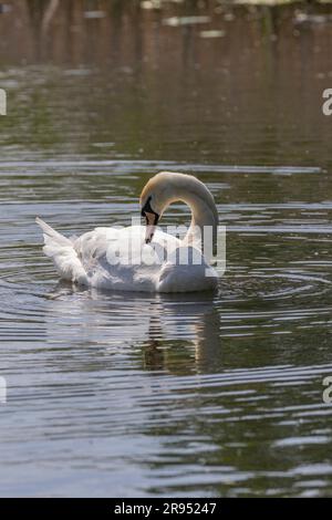 Ein erwachsener Schwan mit einem entstellten Hals Stockfoto