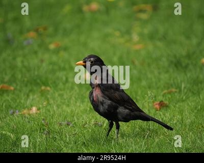 Diese Amsel zeigte Anzeichen eines Traumas auf ihrer Brust, sah aus, als wäre sie einem Sperber-Angriff entkommen und geplappt. UK Stockfoto