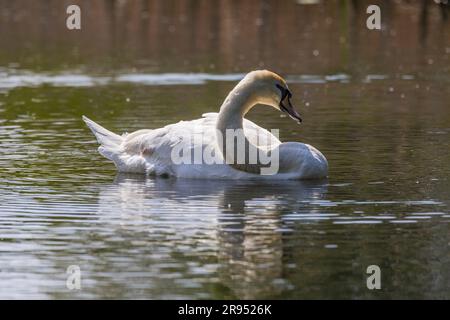 Ein erwachsener Schwan mit einem entstellten Hals Stockfoto