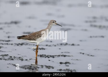 Kleine Yellowlegs (Tringa flavipes) in Jamaika Stockfoto