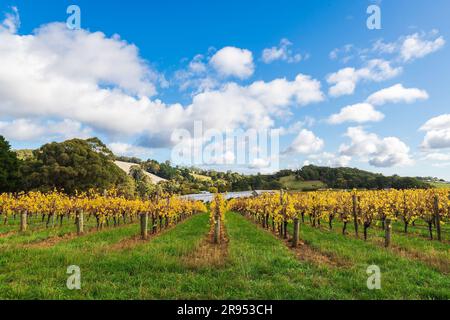 Weinberge im Herbst, Adelaide Hills, Südaustralien. Stockfoto