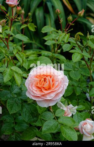 Nahaufnahme der Buschrose „IT's a Wonderful Life“, Rose des Jahres 2022 Stockfoto