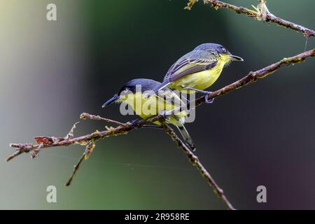 Zwei gewöhnliche Fliegenschnäpper (Todirostrum cinereum) aus dem Piedras Blancas Nationalpark Stockfoto