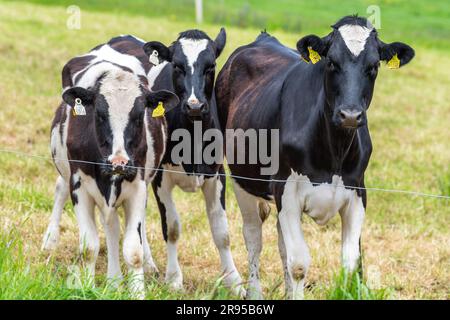 Milchkälber auf einem Bauernhof starren in die Kamera. Stockfoto