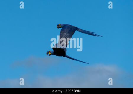 Große blaue Ara Arauna im dunkelgrünen Waldlebensraum in Pantanal, Brazi. Macaw-Papagei. Stockfoto