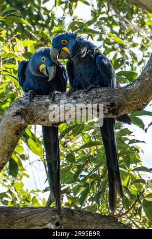 Große blaue Ara Arauna im dunkelgrünen Waldlebensraum in Pantanal, Brazi. Macaw-Papagei. Stockfoto