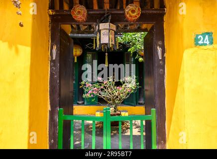 Farbenfroher eingezäunter Eingang mit einer Wüstenrose (Adenium obesum) in einem Topf in einem privaten Haus in der Altstadt von Hoi an, Vietnam. Stockfoto