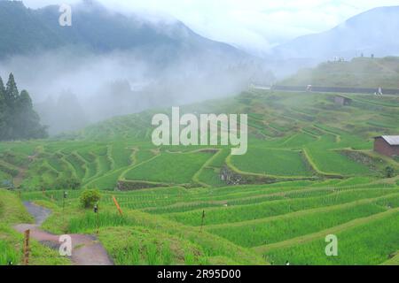 Maruyama Senmaida Stockfoto