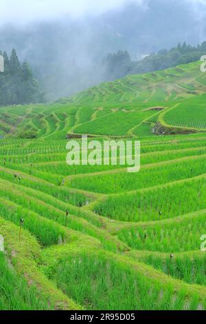 Maruyama Senmaida Stockfoto