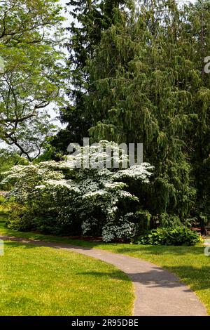 Chinesischer Dogwood (Cornus kousa var. Chinensis) blühen. Royal Botanical Gardens Hamilton Ontario. Stockfoto