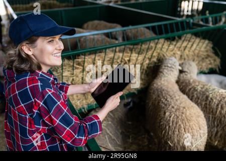 Landwirtin mit Tablet in einer Schaffalz. Herdenmanagement. Stockfoto