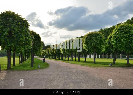 Moskau, Russland - 6. Juni 2016. Linden Allee in einem Anwesen Kuskovo Stockfoto