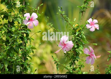 Hibiskusblüten im Garten. Rosa Blüten blühen in der Frühlingssaison. Immergrüne Pflanzen. Stockfoto