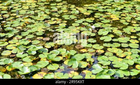 Muster der auf dem Teichwasser schwimmenden grünen Lilienpflaster Stockfoto