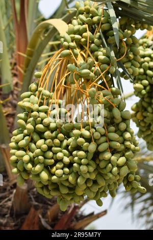 Dates hängen am Baum. Ein Haufen roher Datteln auf einer Obstfarm. Stockfoto