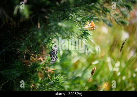 Eine Nahaufnahme der Argent- und Sable-Motte (Rheumaptera hastata), landesweit knapp B in Gorse (Ulex) in Sutherland, Schottland. 14. Juni 2023 Stockfoto