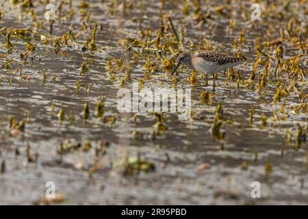Ein Sandpiper aus Holz in nassem Land Stockfoto