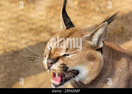 Steppe Luchs, Karakal im Zoo. Mündung eines zischenden und knurrenden Karakals Stockfoto