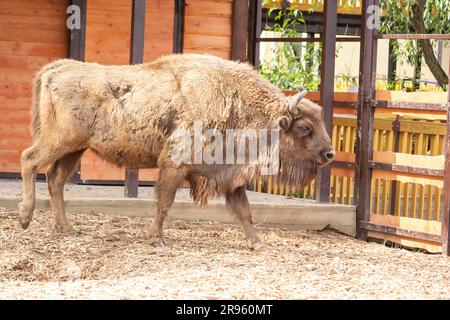 Ein Bison läuft in einem Zoo in Europa herum und sucht nach Essen. Sommer, Hitze Stockfoto