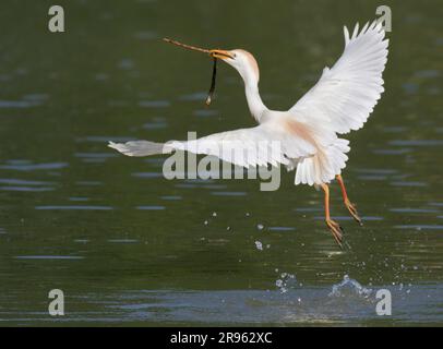 Rinderreiher (Ardea [Bubulcus] ibis) fliegen mit Stock für Nest aus Wasser, Houston Area, Texas, USA. Stockfoto