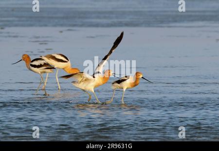 Amerikanische Avocets (Avocetta americana), die am Strand unter dem Abendlicht in Konflikt stehen, Galveston, Texas, USA. Stockfoto