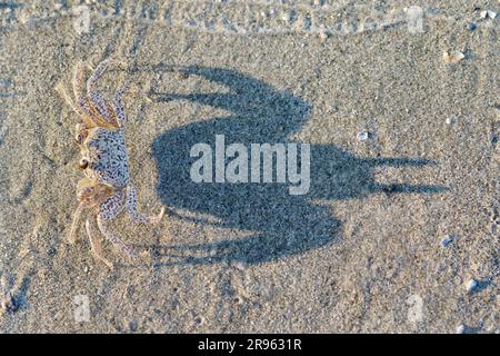 Am Ozeanstrand Galveston, Texas, gibt es junge Geisterkrabben oder Sandkrabben (Ocypode quadrata) mit ihren Schatten auf dem Sand (neutrale Tageslichtfarben). Stockfoto